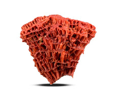 Red Coral Specimen from Baluchistan, Pakistan