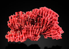 Red Coral Brucite Aragonite Lazurite Hackmanite Diopside Mixed Mineral Lot – 7 Specimens
