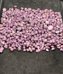 Ruby Crystals Lot from Afghanistan – Mineral Crystals