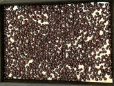 Red Garnet Crystals Rough Lot from Pakistan