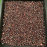 Red Garnet Rough Lot from Pakistan