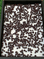 Red Garnet Crystals Rough Lot from Pakistan
