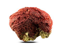 Red Coral Specimen from Baluchistan, Pakistan