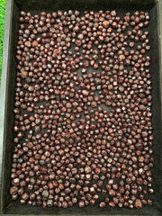 Red Garnet Rough Lot from Pakistan