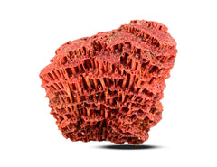 Red Coral Specimen from Baluchistan, Pakistan