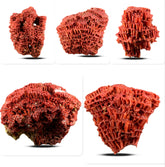 Red Coral Specimen from Baluchistan, Pakistan