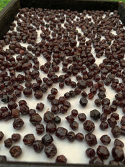 Red Garnet Crystals Rough Lot from Pakistan