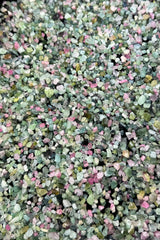Pink & Green Tourmaline Rough Lot from Afghanistan – 448 g Mineral Lot