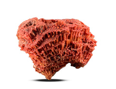 Red Coral Specimen from Baluchistan, Pakistan