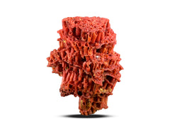 Red Coral Specimen from Baluchistan, Pakistan