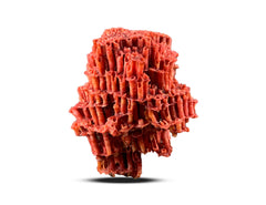 Red Coral Specimen from Baluchistan, Pakistan