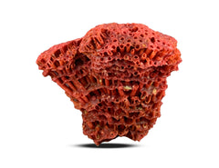 Red Coral Specimen from Baluchistan, Pakistan