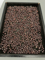 Almandine Garnet Rough Crystal Lot from Skardu, Pakistan – 640 g