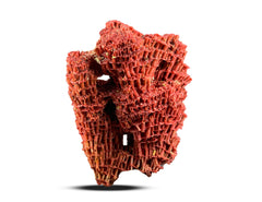 Red Coral Specimen from Baluchistan, Pakistan