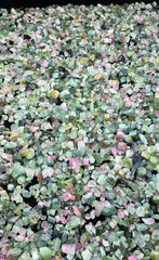 Pink & Green Tourmaline Crystals from Afghanistan – 410 g Mineral Lot