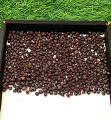 Red Garnet Crystals Rough Lot from Pakistan