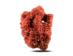 Red Coral Specimen from Baluchistan, Pakistan