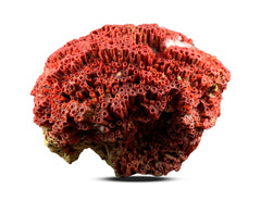 Red Coral Specimen from Baluchistan, Pakistan