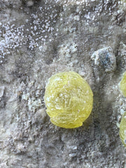 Brucite Crystal on Matrix from Baluchistan, Pakistan – 220 g
