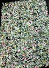 Pink & Green Tourmaline Crystals from Afghanistan – 410 g Mineral Lot