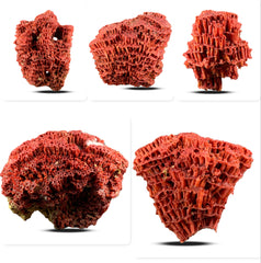 Red Coral Specimen from Baluchistan, Pakistan